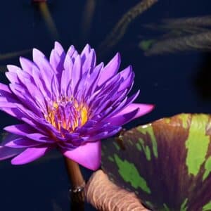 Waterlily Tropical Asst. 4"