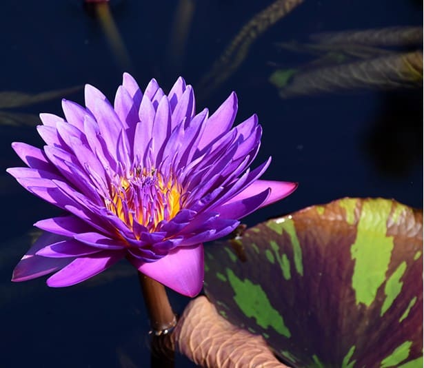 Waterlily Tropical Asst. 4"
