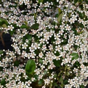 Chokeberry, Black 'Low Scape Snowfire'
