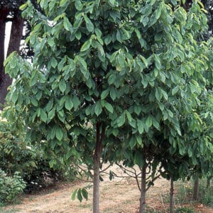 Pawpaw, Common