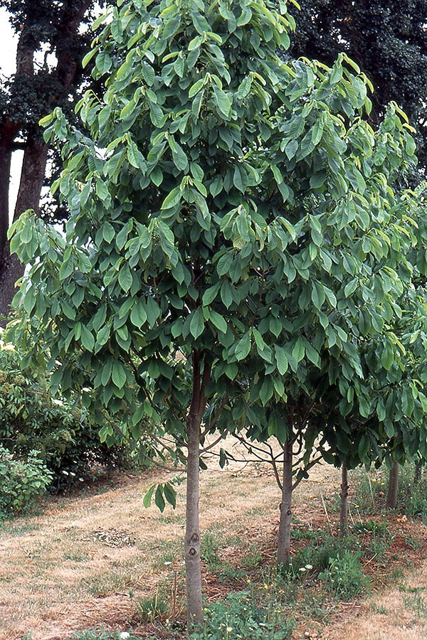 Pawpaw, Common