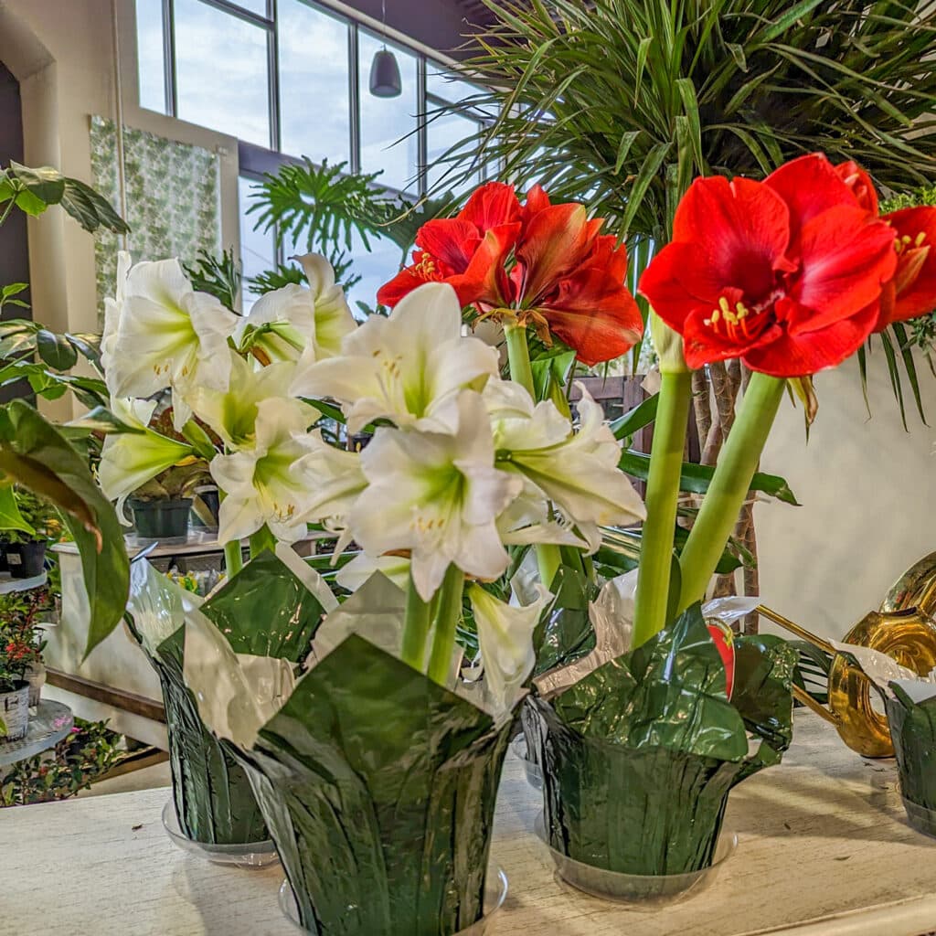 Amaryllis plants