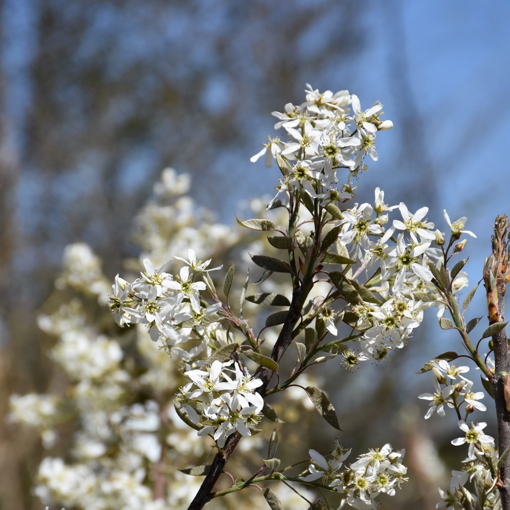 Serviceberry flowers