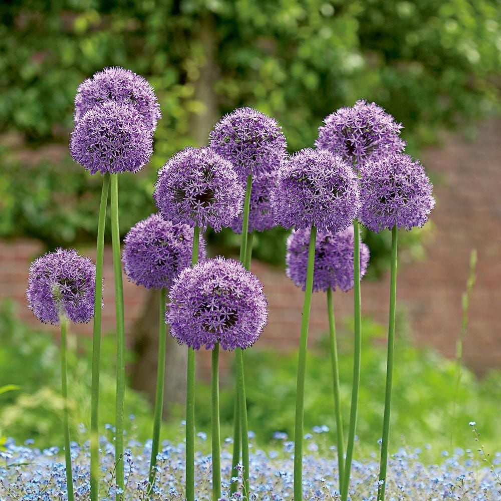 Allium spring flowers