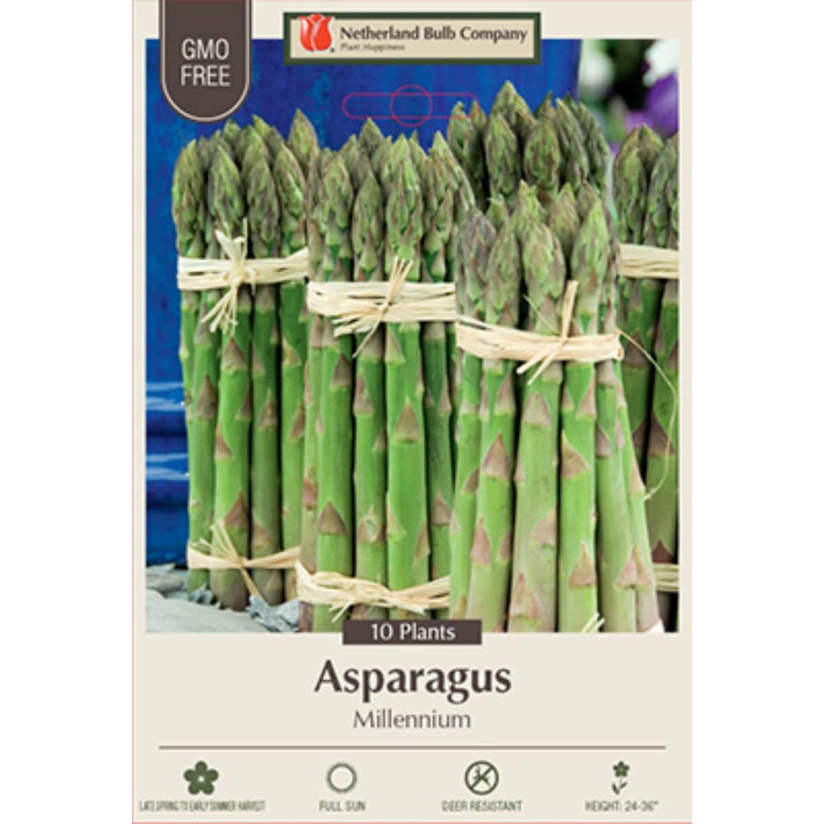 Asparagus Millenium 10PK