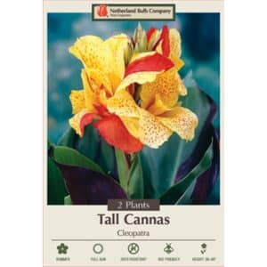 Canna Cleopatra 2PK