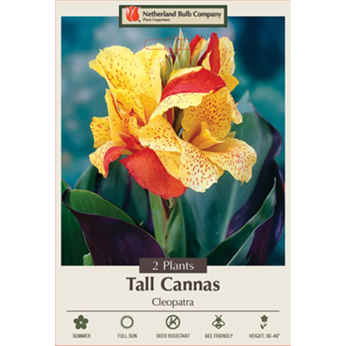 Canna Cleopatra 2PK