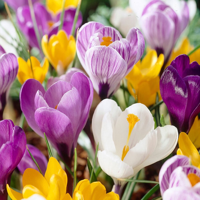 Multi-colored spring flowering crocus 