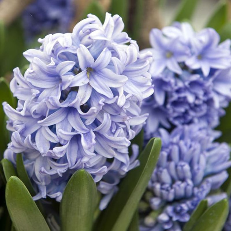 Light blue hyacinth flowers