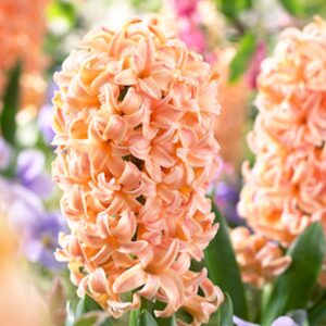 Hyacinth Gipsy Queen 4PK