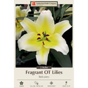 Lily Belcastro 2PK