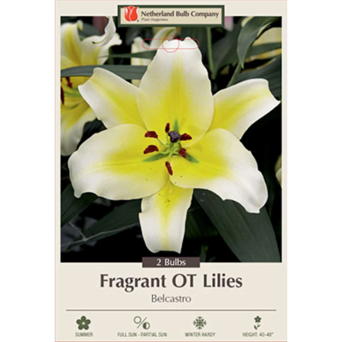Lily Belcastro 2PK
