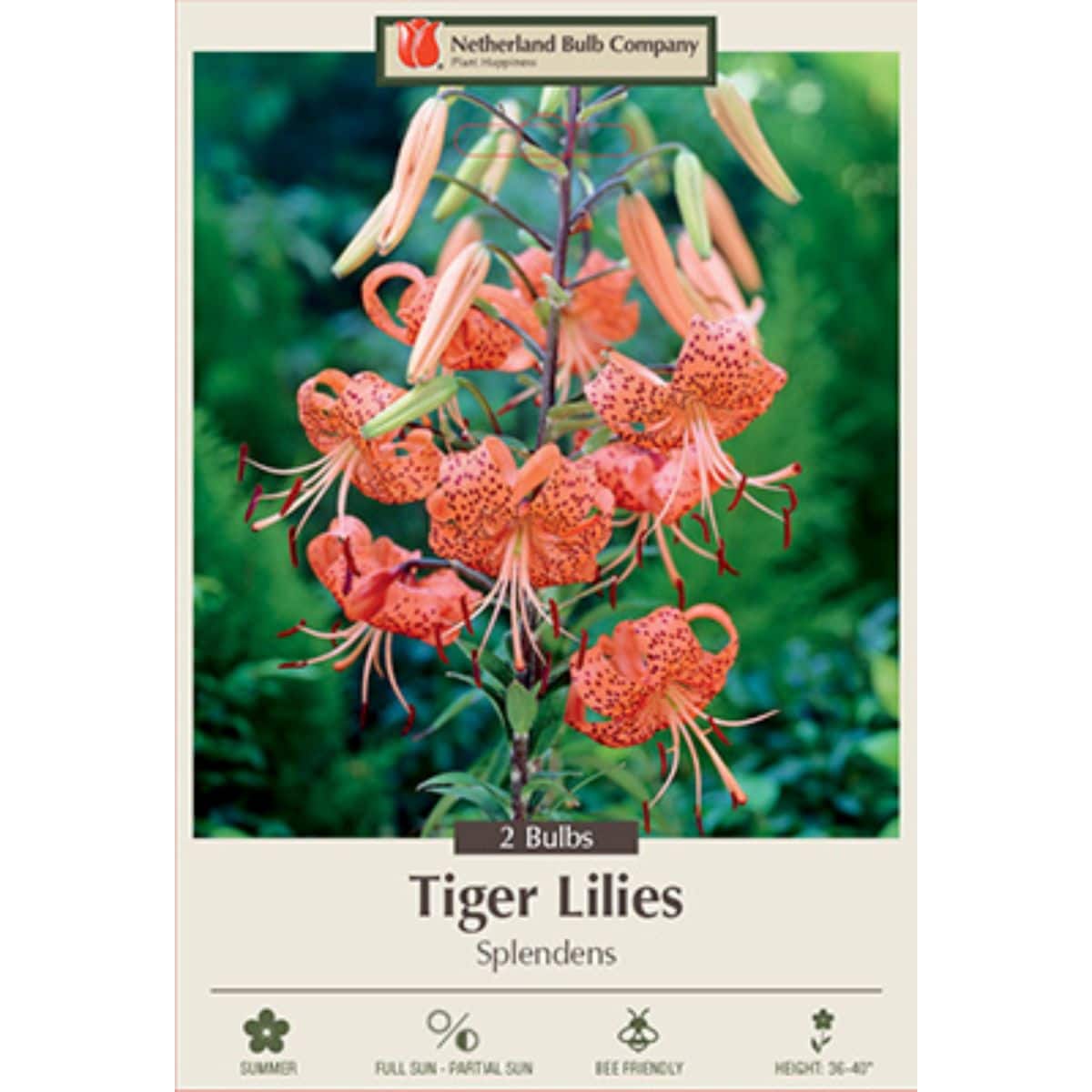 Lily Tiger 2PK