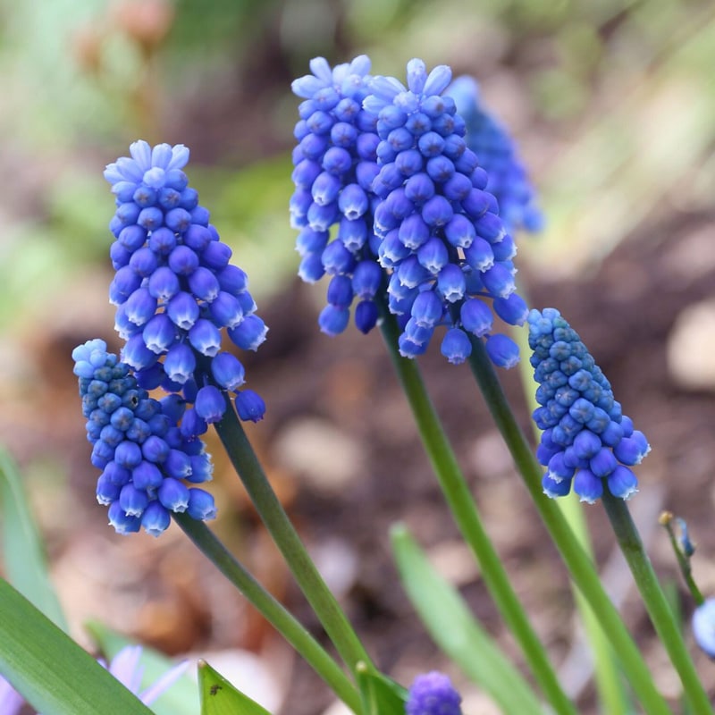 Blue muscari bulb flowers