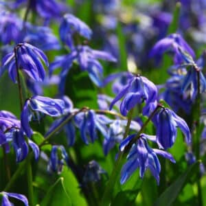 Scilla siberica Spring Beauty 15PK