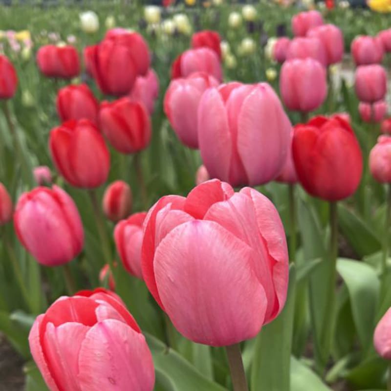 Pink tulip flowers