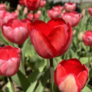 Tulip Red Impression 25BG