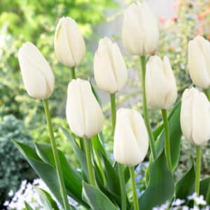 Tulip White Clouds (Hakuun) 25BG