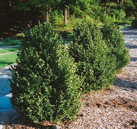 Boxwood, 'Green Mountain' - Lurvey Landscape Supply