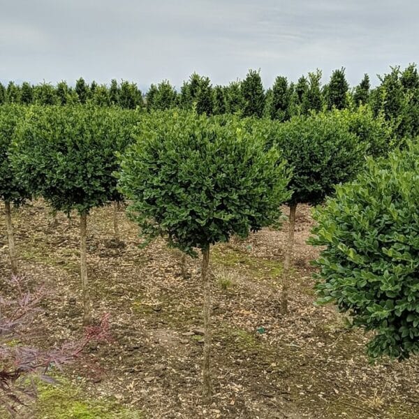 Boxwood, 'Green Mountain' Topiary - Image 3