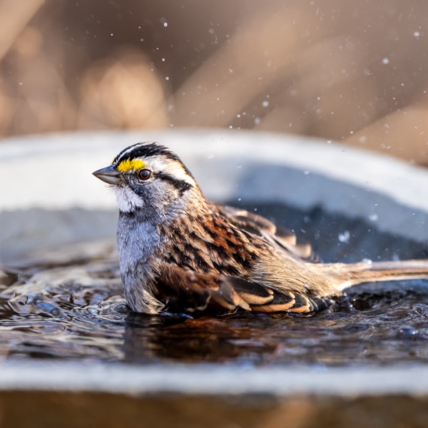 Burley Clay Birdbath - Lurvey Landscape Supply