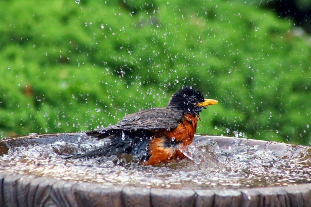 Robin in bird bath