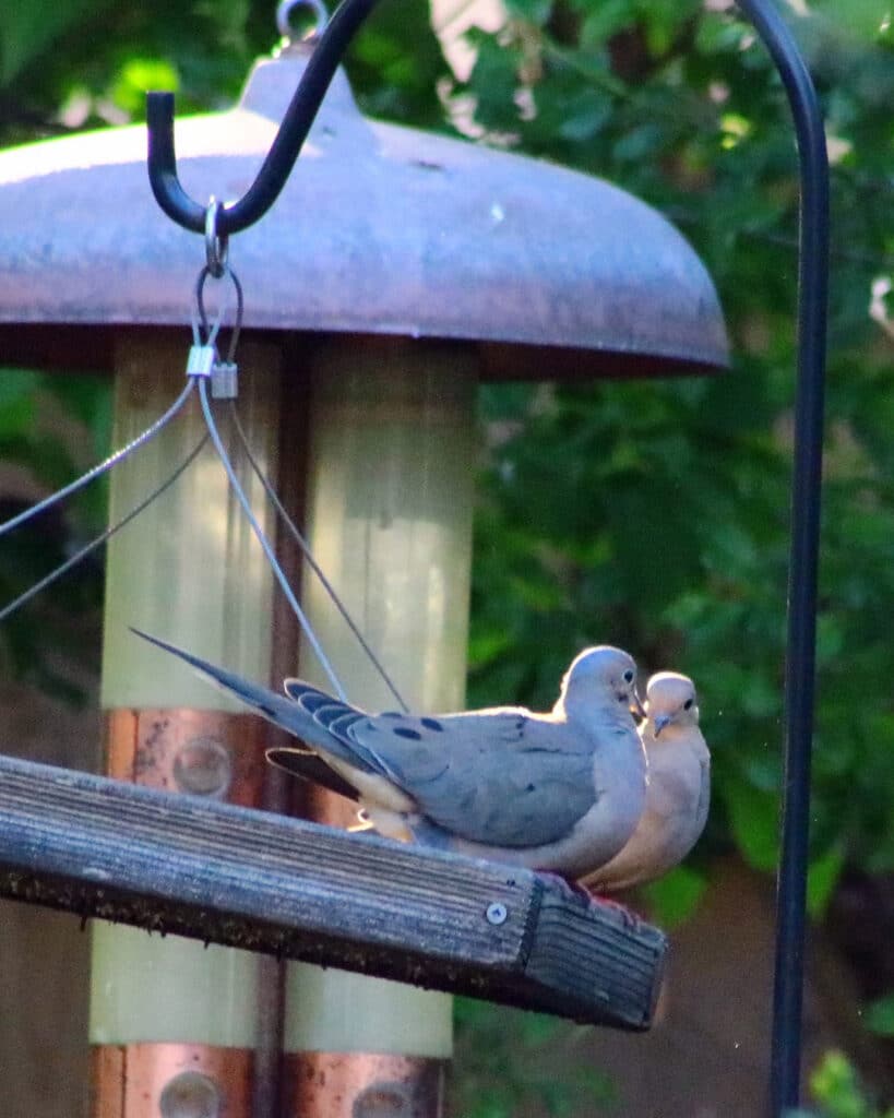 Mourning doves on bird feeder