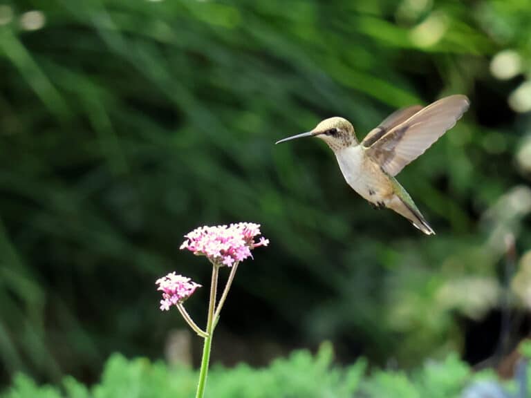 Hummingbird flying near flower
