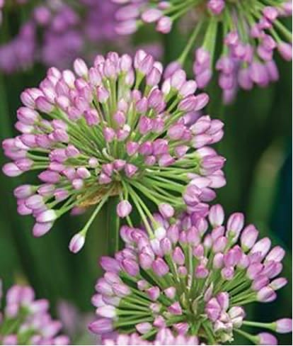 Perennials: ornameltal onions