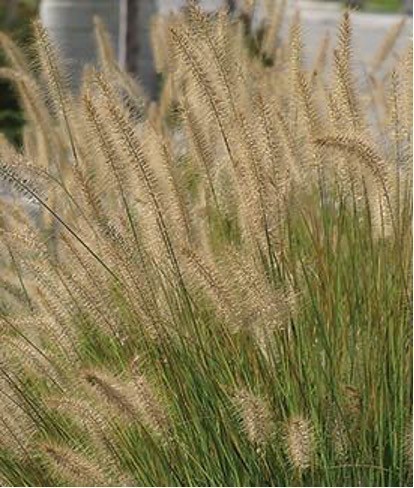 Grass Perennials