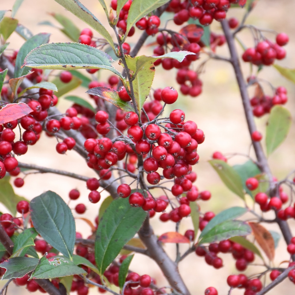 Berries on chokeberry stems