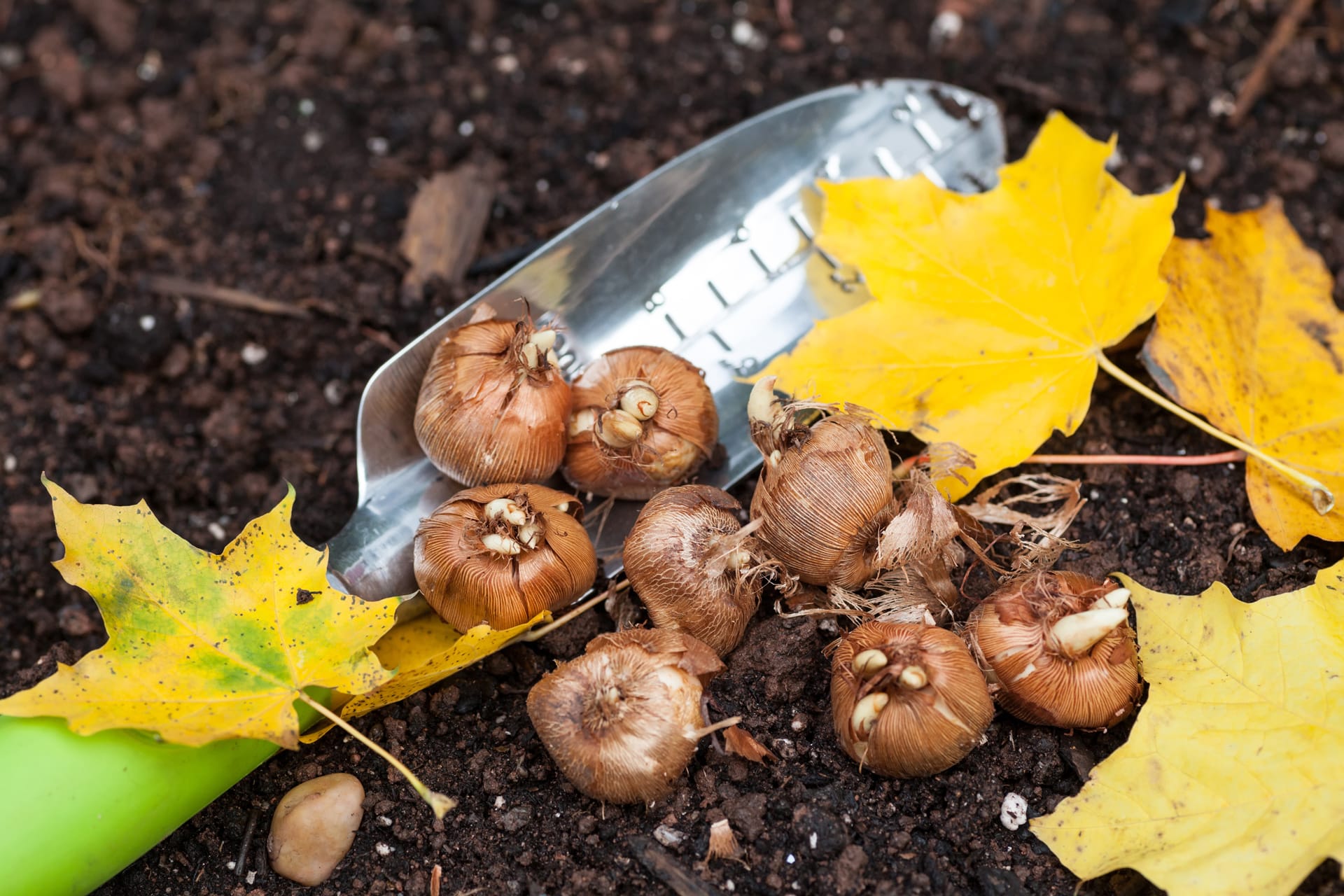 Spring bulbs with a small hand spade and fall leaves on the soil