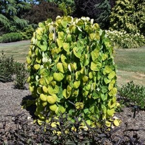 Redbud, 'Golden Falls'