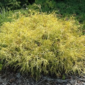 Falsecypress, 'Golden Charm'