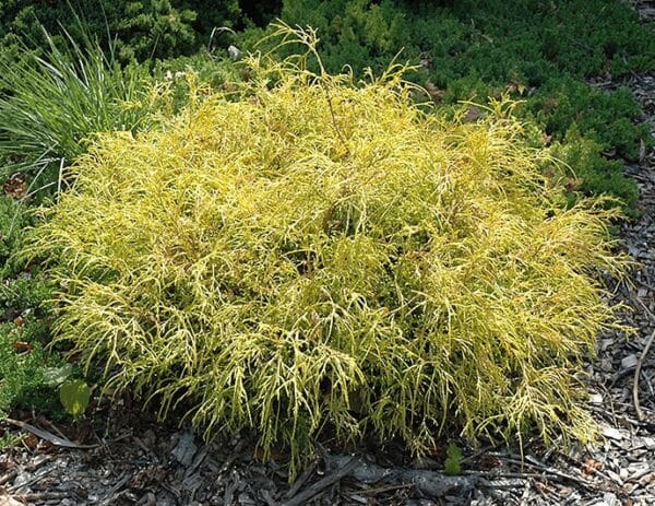 Falsecypress, 'Golden Charm'