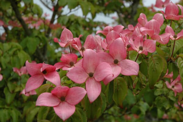 Dogwood, Kousa 'Scarlet Fire' - Image 2