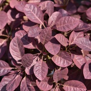 Smokebush, 'Velveteeny'
