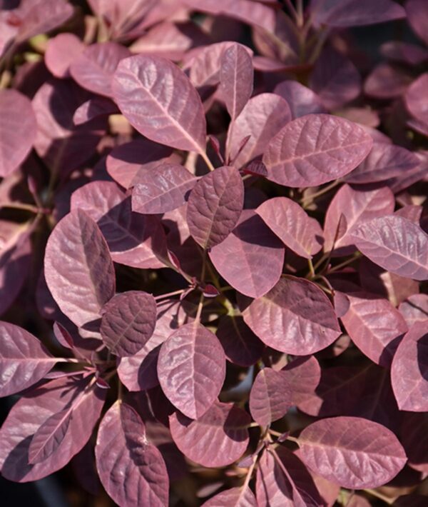 Smokebush, 'Velveteeny'