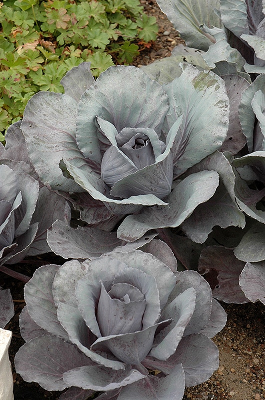 Cabbage/Kale Ruby Perfection