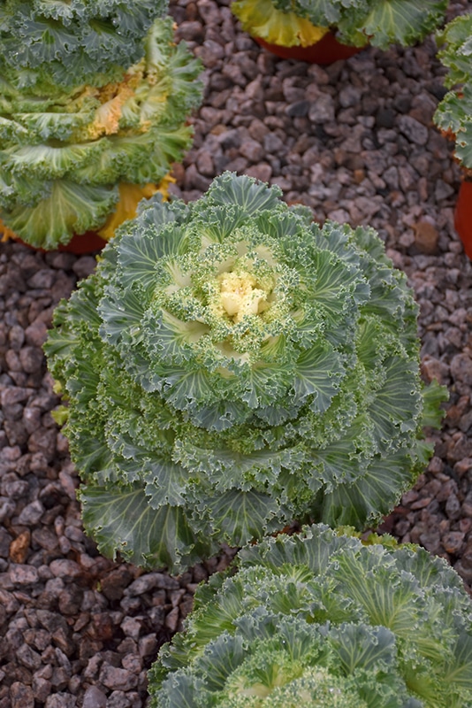 Cabbage/Kale White - Image 4