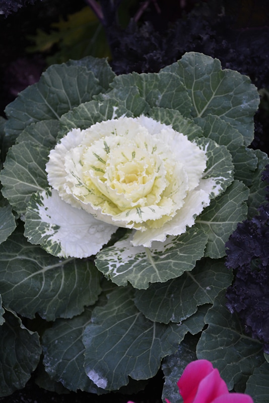 Cabbage/Kale White