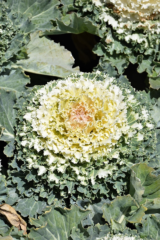 Cabbage/Kale White - Image 3