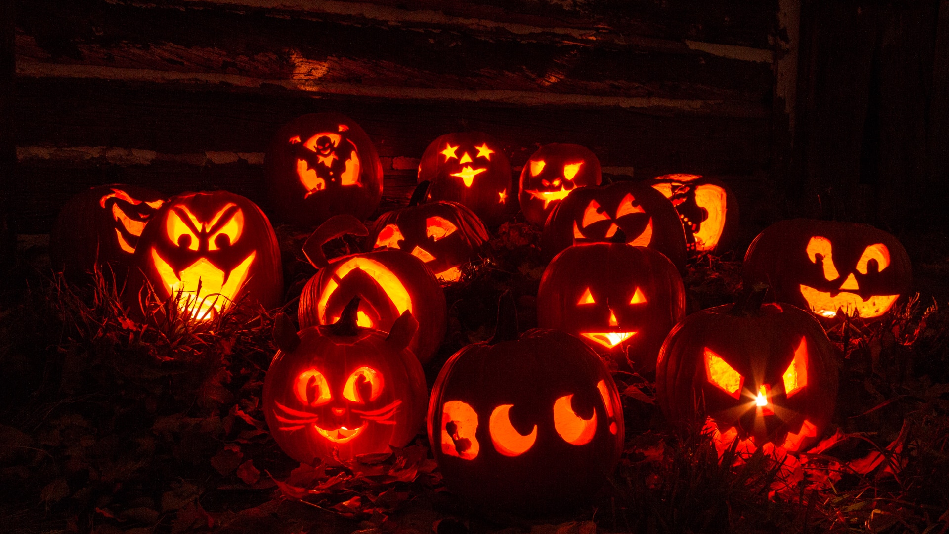 Many carved pumpkins lit at night