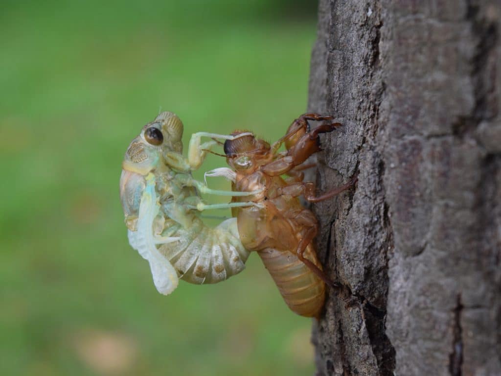 Cicada shedding its exoskeleton.