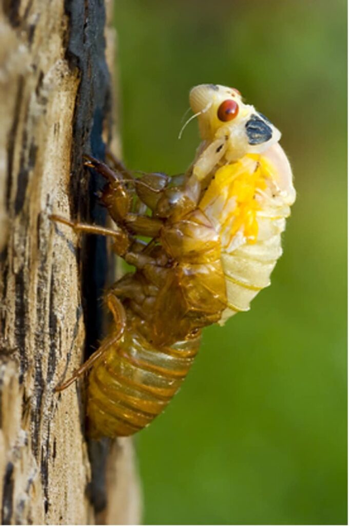 Cicadas molting