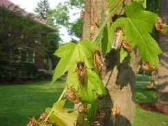 Cicadas on leaves