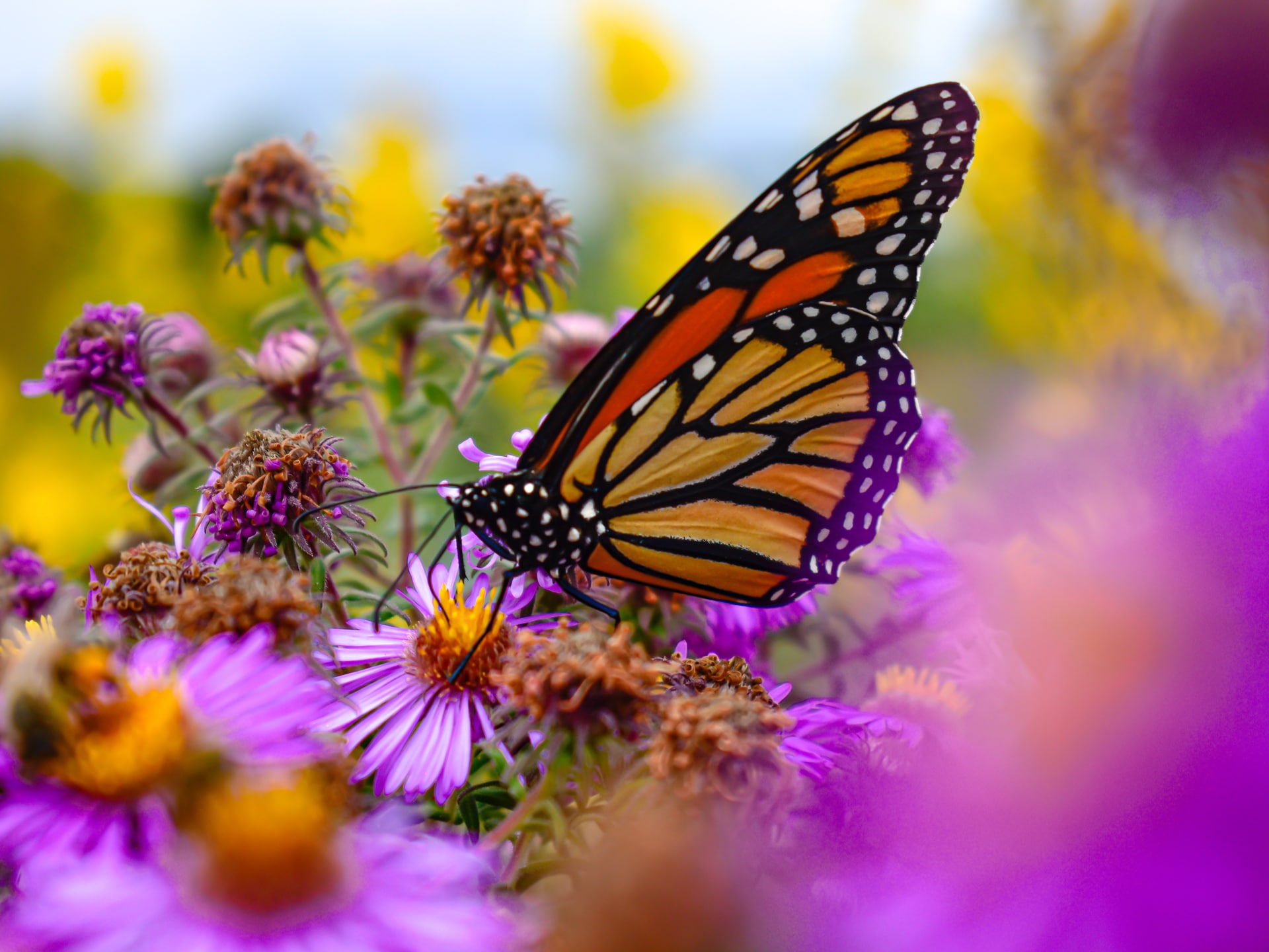 a butterfly in a butterfly garden