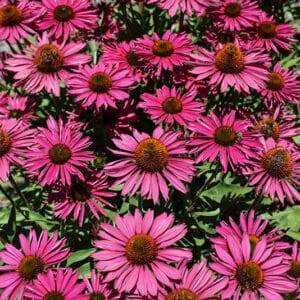 'Kismet Raspberry' Coneflower
