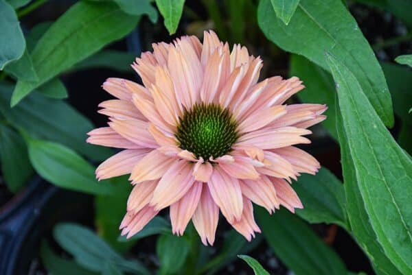 'Rainbow' Coneflower