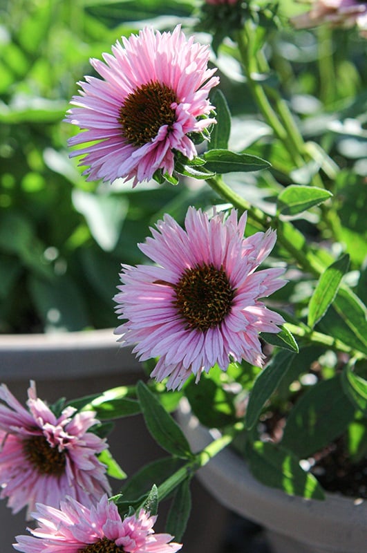'Salmon' Coneflower
